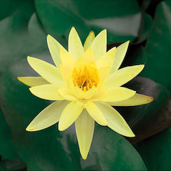 Nymphaea Lotus Live Aquarium Plant