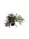Abelia Grandiflora Aμπέλια