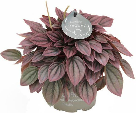 Peperomia Caperata Cayenne