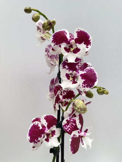 Phalaenopsis Hot Ice Lip 2 Stems