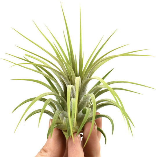 Luftpflanze Tillandsia Ionantha Rubra Mittel