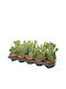 Opuntia 'rufida' 10.5cm
