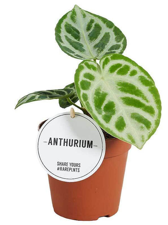 Anthurium 'silver Blush' 12cm