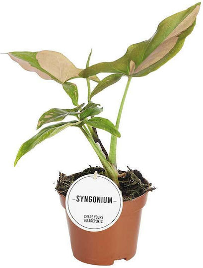 Syngonium 'Pink Splash' 6cm