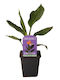Strelitzia Reginae 9cm