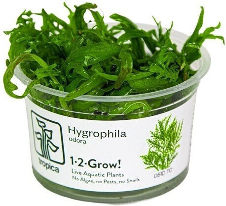 Tropica 1-2-grow Ζωντανό Φυτό Ενυδρείου Hygrophila Polysperma