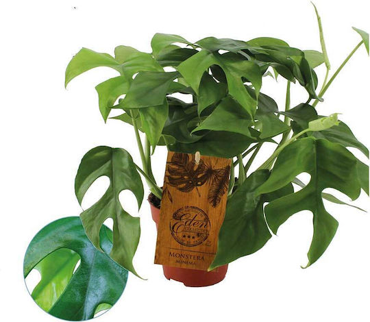Monstera Minima "swiss Cheese Plant"