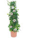 Oem Ρολογιά Ή Πασιφλόρα Passiflora Caerulea 4 Lt 150/175