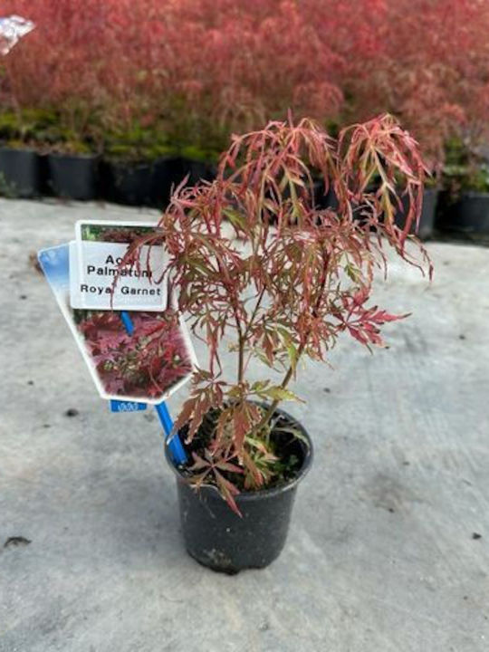 Acer Palmatum Sangokaku Königlicher Granat