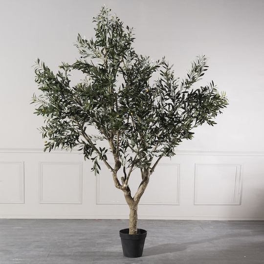 Ελιά Εξωτερικού Χώρου 250cm Supergreens