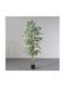 Φίκος Εξωτερικού Χώρου 180cm Supergreens
