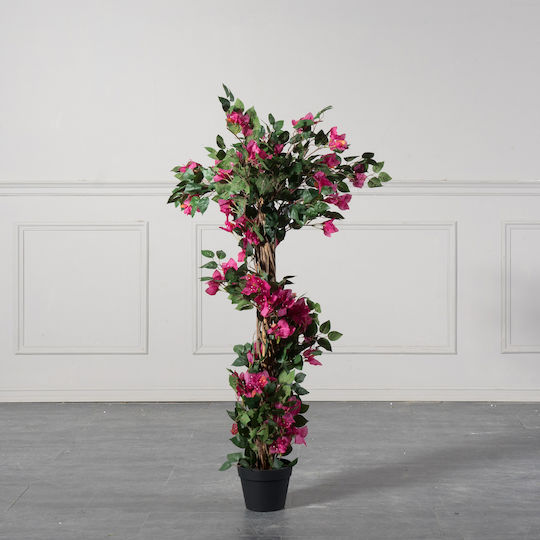 Βουκαμβίλια Εξωτερικού Χώρου Φούξια 125cm Supergreens