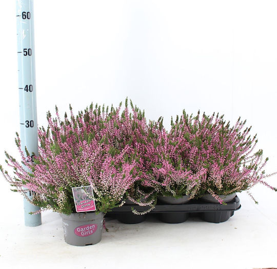 Calluna Vulgaris Pink Calluna Vulgaris Pink