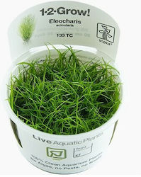 Eleocharis Acicularis 1-2-crește