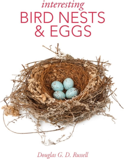 Interesting Bird Nests And Eggs