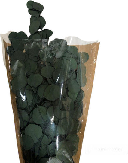 Plantă de Eucalipt Uscată Verde 100g