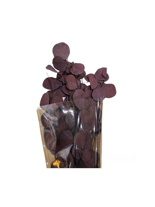 Dried Eucalyptus Plant Bordeaux 100g