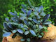 Abyssos Ζωντανό Φυτό Ενυδρείου Bucephalandra