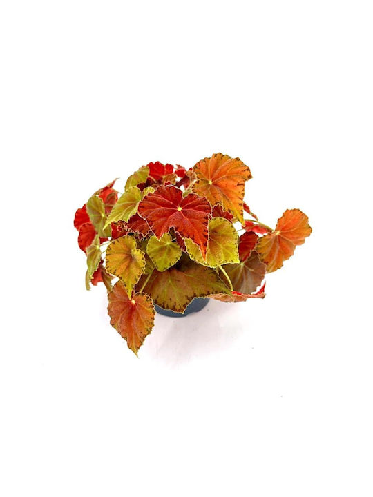 Begonia Amber Love