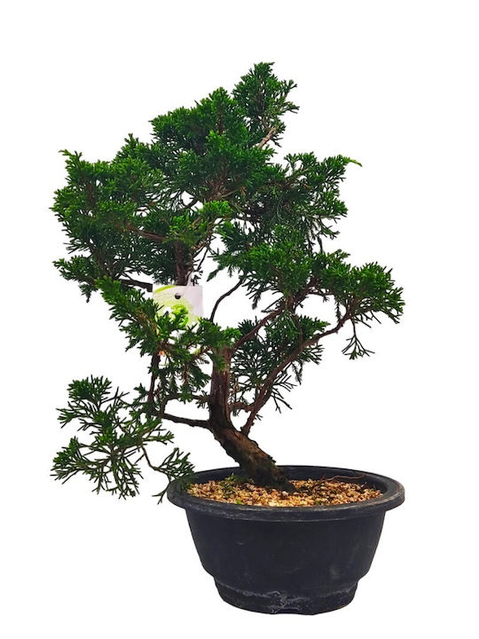 Authentic Juniperus Chinensis Bonsai 15 cm