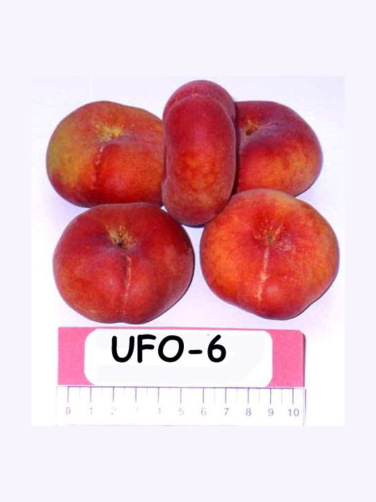 Nectarine UFO Tree