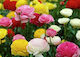 Луковици на Ранункулус 5 цвята Ranunculus Asiaticus Aviv