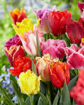 Bulbs Tulipς 5pcs