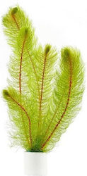 Aquaflora Lebende Aquarium Pflanzen Myriophyllum 29925