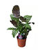 Calathea Green Star
