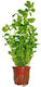 Tropica Ludwigia Palustris Grün im Topf