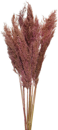 Jardi Τεχν.κλαδι Φυσικο Λοφιο Φ5x10x75(h)cm - Σκ.ροζ