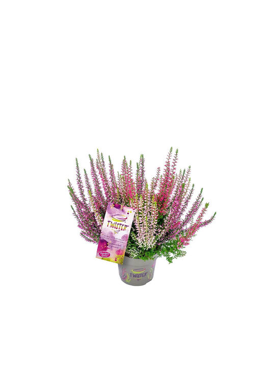 Calluna Gardengirls 'twister' 12cm