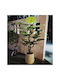 Artificial Monstera H1.55m 25 Pe Leaves Black Pot Ø15cm Next