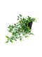 Artificial Hanging Pothos H42cm Black Pot Ø11cm