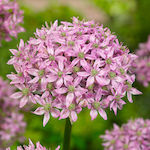 Allium Pink Bulb Pink