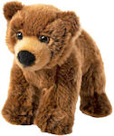 Plush Bear