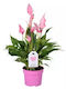 Anthurium An Lilli Flamingo Roz Premium