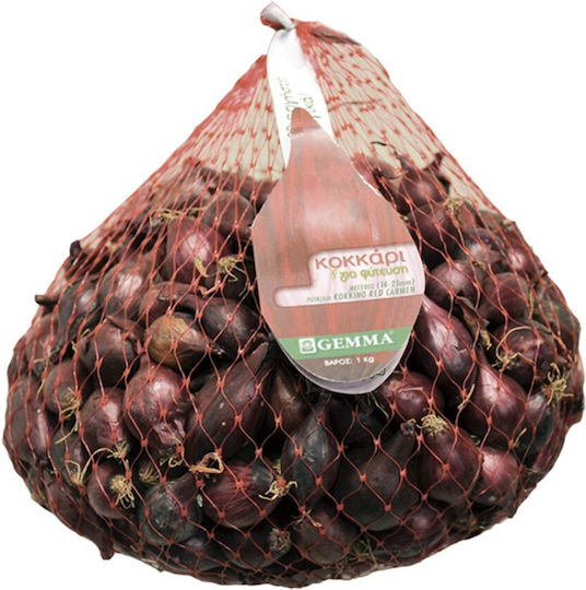 Gemma Bulb Onion Red