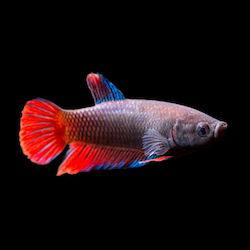 Betta Splendens Female