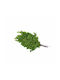 Букет от изкуствени цветя Fern Green 10см Selected by Pragmatic