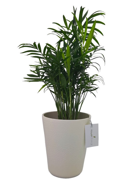 Chamaedorea White Planter