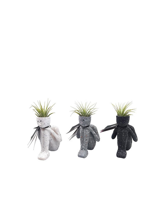 Air Plant Composition in Little Man Pot