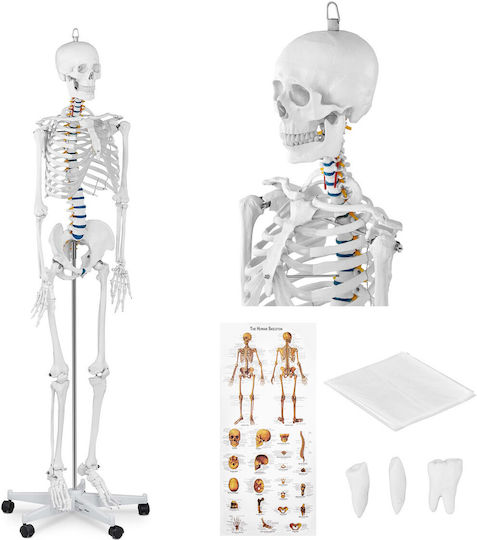 Anatomisches Modell Menschliches Skelett 176 cm + Anatomisches Poster