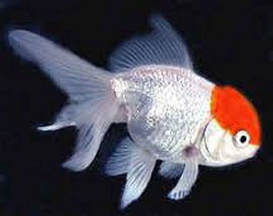 Carassius Auratus "red Cap Oranda" 8-10cm