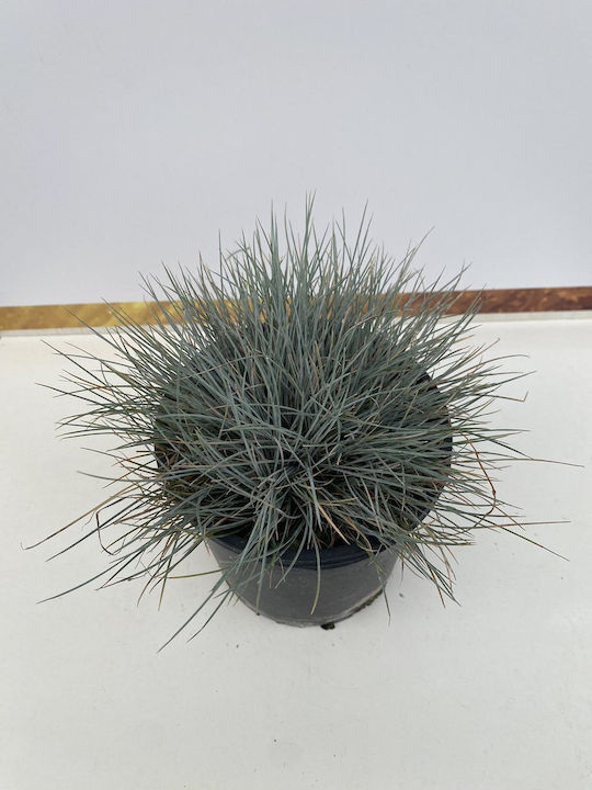 Festuca Glauca Blue Glow