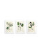 Poster Küchenpflanzen Herbarium Wanddekoration Vintage Stil 3x30x40