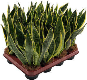 Sanseveria trifasciata Futura Superba De interior Înălțime 35buc Sanseveria trifasciata Futura Superba De interior Înălțime 35buc