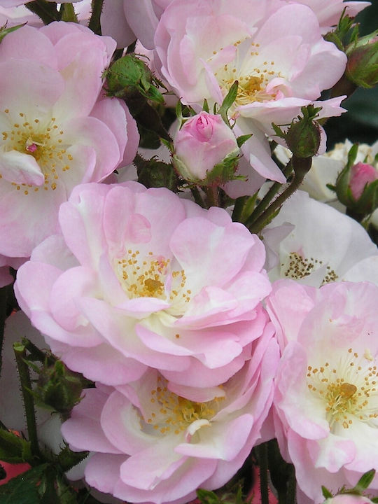 Trandafir Rosa Perennial Blush Parfumat