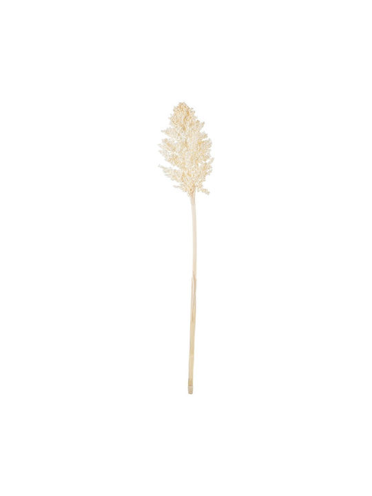 Dried Plant White