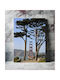 Πίνακας Golden Gate Bridge Framed By Trees Golden Gate Bridge Πλαισιώνεται Δέντρα 100x150